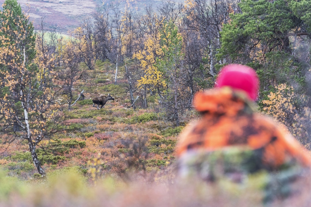 Hunndyr av elg løper over glenne i bjørkeskogen mens en elgjeger sikter.