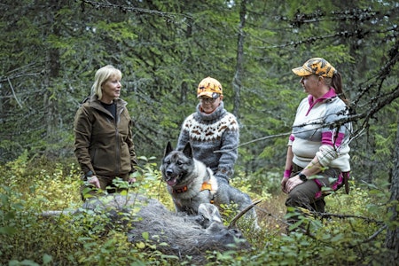 Bra jobba: Ada Bredalen (t.v.), Mattis og moren Ruth skryter av gråhunden Gråtass som stødig førte den unge hundeføreren fram til piggoksen som Ada hadde felt. Ung ettersøksjeger Mattis Pettersen (11) med grå elghund Gråtass