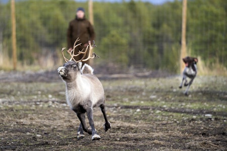 I jaget:  Hos de fleste hunder vekkes interessen for dyra så fort de setter fart. Her ble fristelsen for stor, så hunden får seg en karamell som åpenbart kjennes idet den jager.  I jaget:  Hos de fleste hunder vekkes interessen for dyra så fort de setter fart. Her ble fristelsen for stor, så hunden får seg en karamell som åpenbart kjennes idet den jager.