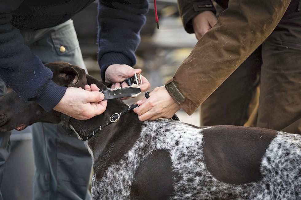 Viktig tilvenning: Bruk dummy både før og etter dressuren, slik at hunden ikke kobler ubehaget med strømmen til et stramt halsbånd. Viktig tilvenning: Bruk dummy både før og etter dressuren, slik at hunden ikke kobler ubehaget med strømmen til et stramt halsbånd.