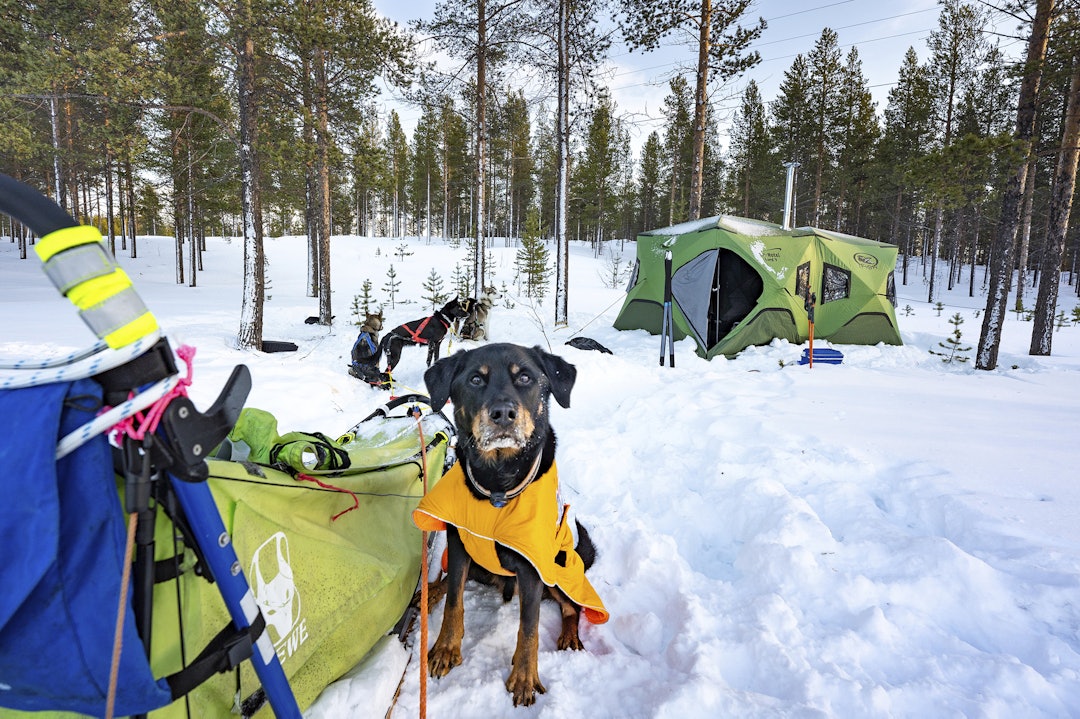 jakthund, pop up telt i snøen til test på jakt