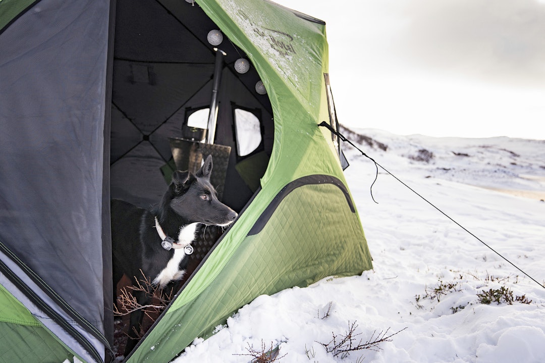 hund kikker ut av duken på pop up-telt