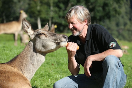 Daglig leder Johan Trygve Solheim ved Norsk Hjortesenter drar nå i gang "Jaktlab Svanøy", der det skal forskes på hjortens livsløp og jaktas påvirkning. Mann mater tam hjort med gulrot