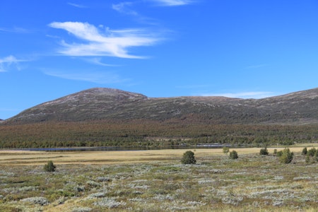 Fokstumyra er rik på vann og myr som gir gode livsvilkår for vade- og svømmefugler. Fokstumyra i Dovrefjell