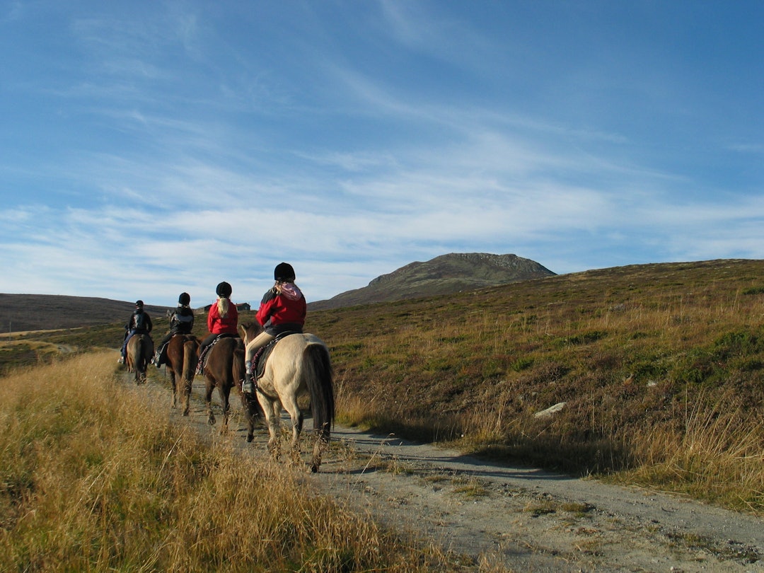 Rideturer i fjellheimen med hest er populært på Dovre.