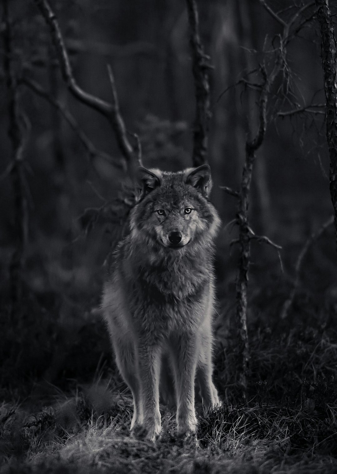 Ulvebildet til Terje Busk innkasserte 16.000 kroner for å bistå ukrainske flyktninger. Foto: Terje Busk Viltlevende ulv i skog på Romerike.
