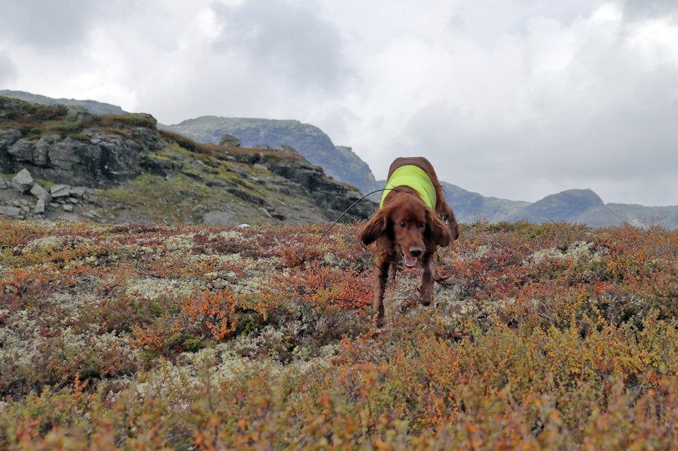 Kontroll på hunden: Kan du med loven i hånd kople en løs hund som du treffer på i jaktterrenget ditt? Løs fuglehund løper i fjell og lyng