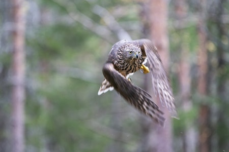 Hønsehauk flyr i skogen