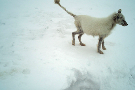 Mistanken om skabb er basert på karakteristisk håravfall på halen. Foto: Viltkamera/Statens naturoppsyn Mistanken om skabb er basert på karakteristisk håravfall på halen. Foto: Viltkamera/Statens naturoppsyn