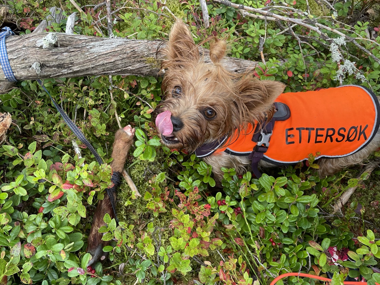 Liten hund, stor nese: Yorkshire-terrieren Bixit er alltid glad for å bli med på tur, enten det er jakt eller ettersøk som står på blokka, forteller Ingrid Helene Østvold. Bildet fikk flest stemmer fra JEGERs folkejury i runde 4-2022, og er dermed med i årsfinalen. yorkshire-terrier som ettersøkshund finner rådyrklauv.
