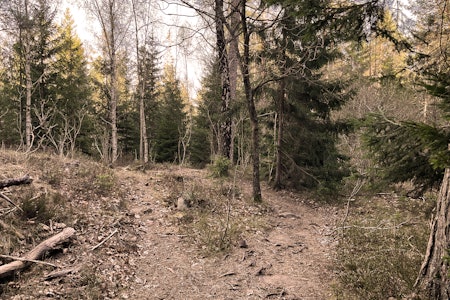 NYE STIER: ... ikke Nye veier. Kostnaden ved å kutte en sti er kanskje ikke så høy som ny E18, men det kan være grenseløst irriterende. Foto: Kristoffer H. Kippernes.  kommentar sykling i marka strava