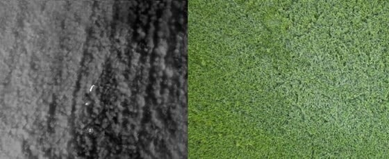 Bildet til venstre viser hvordan man oppdager rådyrkillingene med termisk kamera. Bildet til høyre viser at det er svært vanskelig å oppdage dyret uten varmesøkende kamera. Foto: UAS Norway/Anders Martinsen