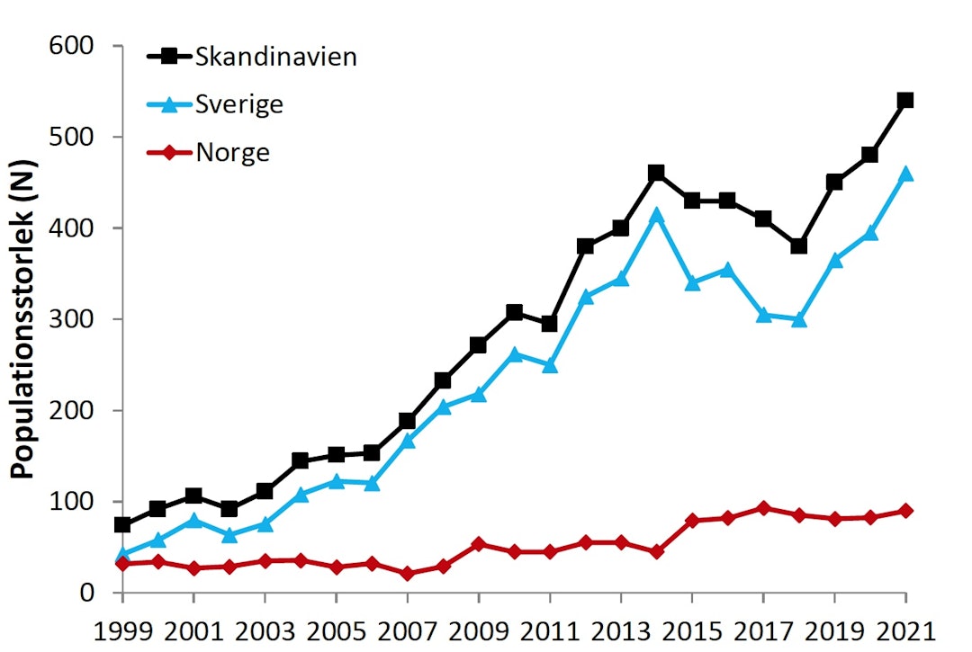 Utviklingen for ulv i Sverige. Utviklingen for ulv i Sverige.