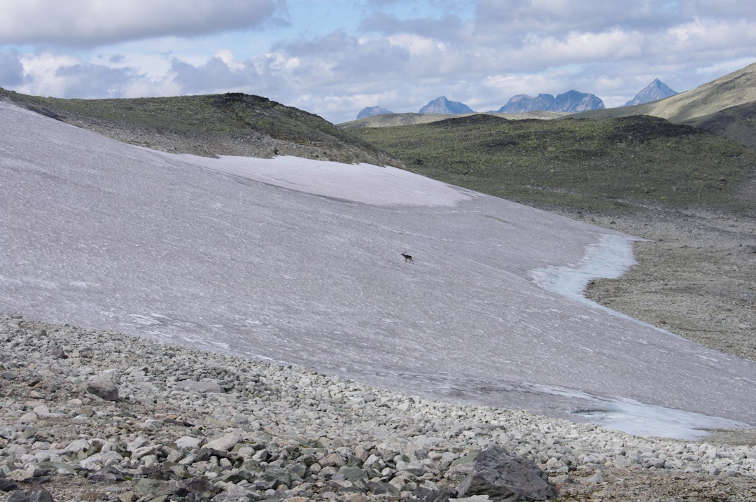 Fonn med rein (tamrein) i Valdres. Det er smeltet frem en kniv fra vikingtiden og piler fra jernalderen under denne fonna. Foto: Jostein Bergstøl Rein på snøfonn