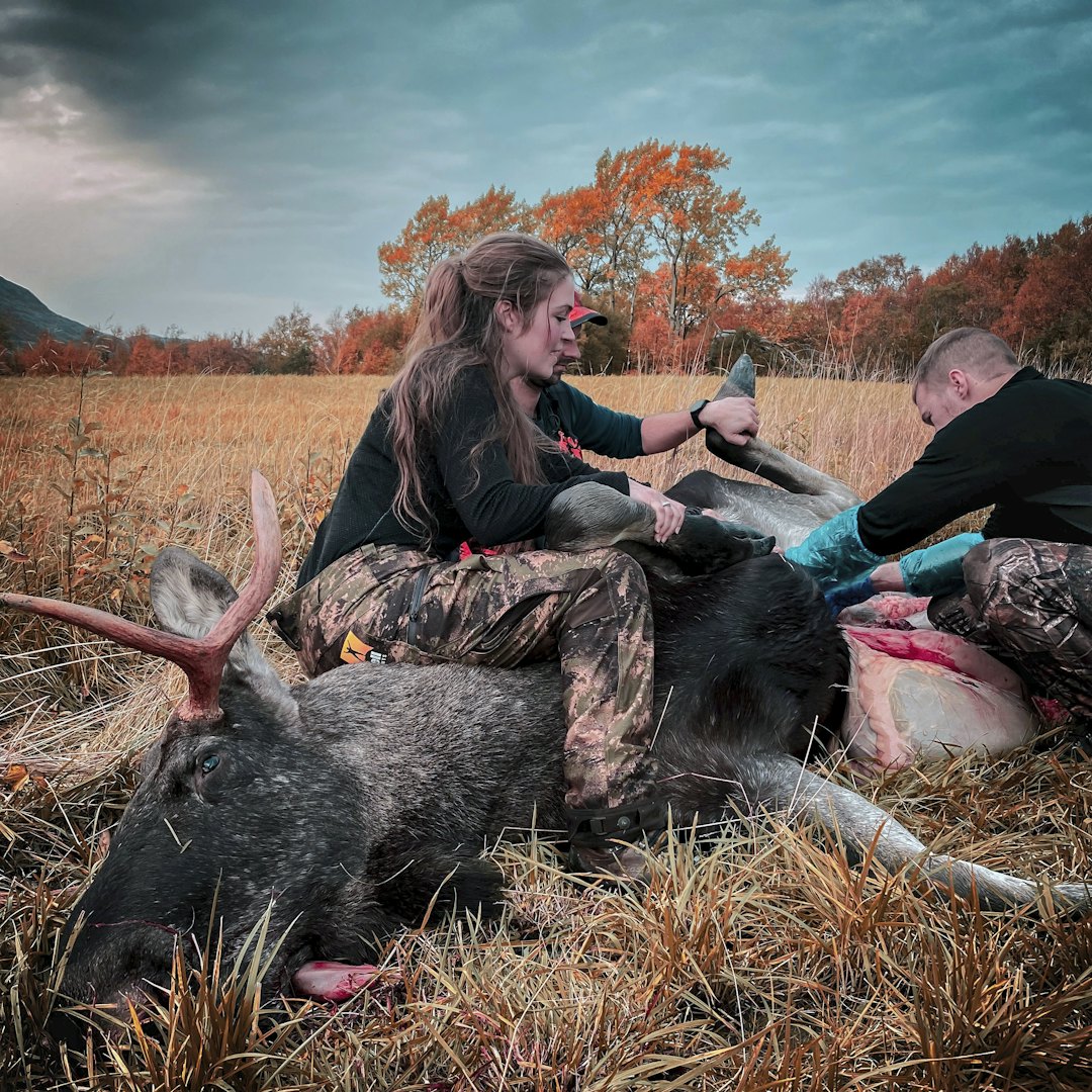 @Fjellpiken Elisabeth Kristin Målvatn slakter elg på elgjakt