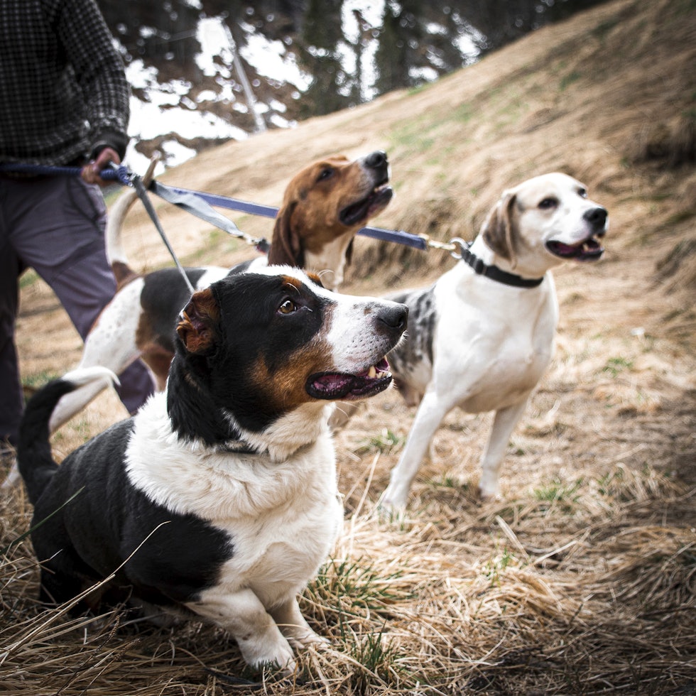 Hundehold: Det har etterhvert blitt et godt knippe med jakthunder for Elisabeth og Thomas. Her med jakthundene Melvin, Alida og Rusken. Jakthundene til @Fjellpiken Elisabeth Kristin Målvatn