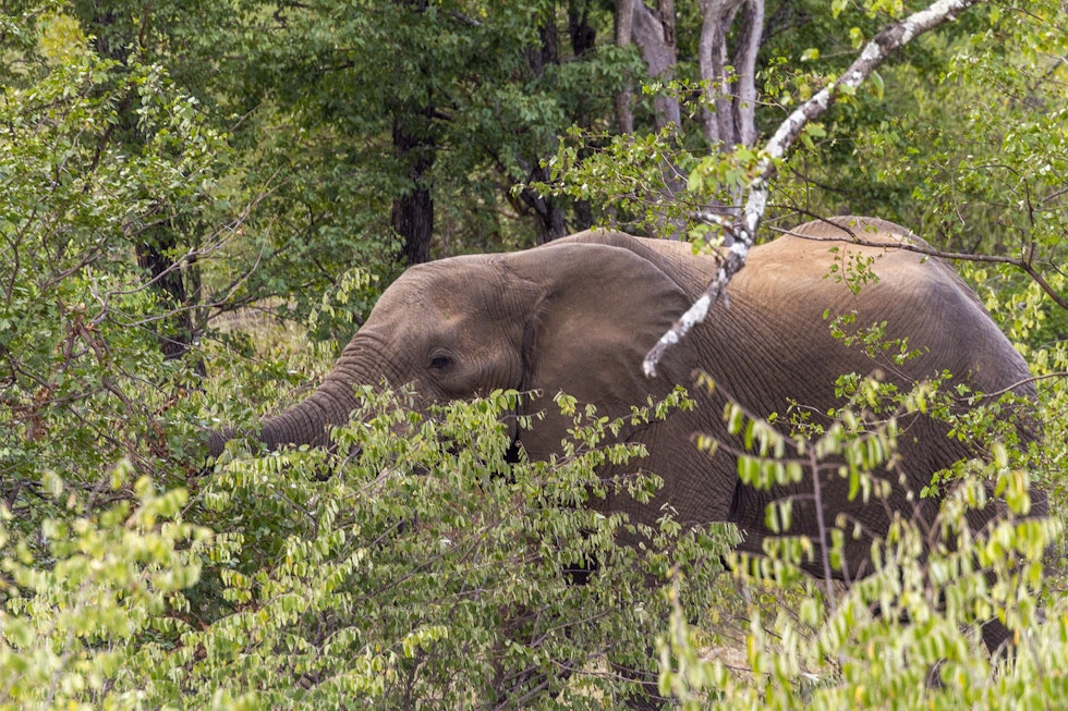 Farlig koloss: Elefantene er stort sett opptatt av å spise, men du skal ha all respekt hvis de først blir irriterte.