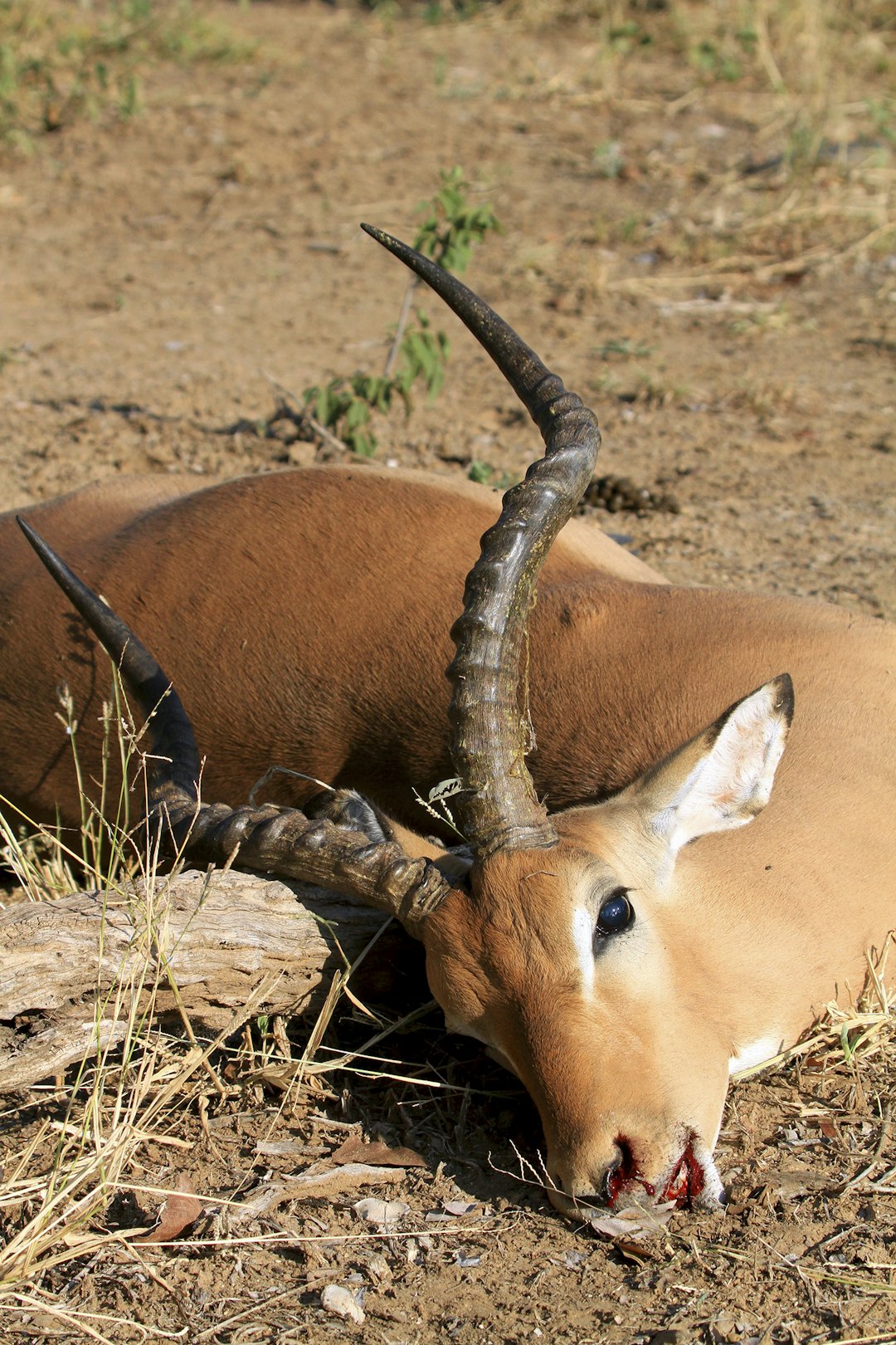 Vakre dyr: Hovedsakelig jakter vi impala, som er et veldig vanlig vilt. Men det gjør ingenting når jaktopplevelsene er så sjeldent gode som dette.