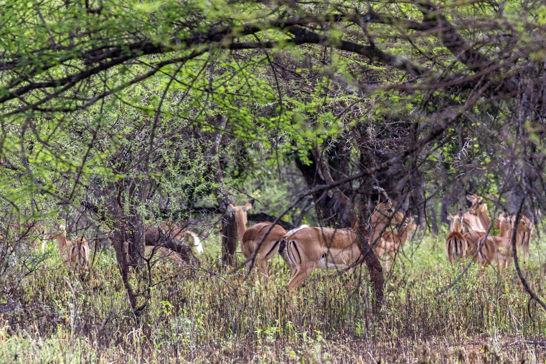 Typisk tett: En typisk jaktsituasjon i bushen, der du må lete etter luker for å få fritt skudd.