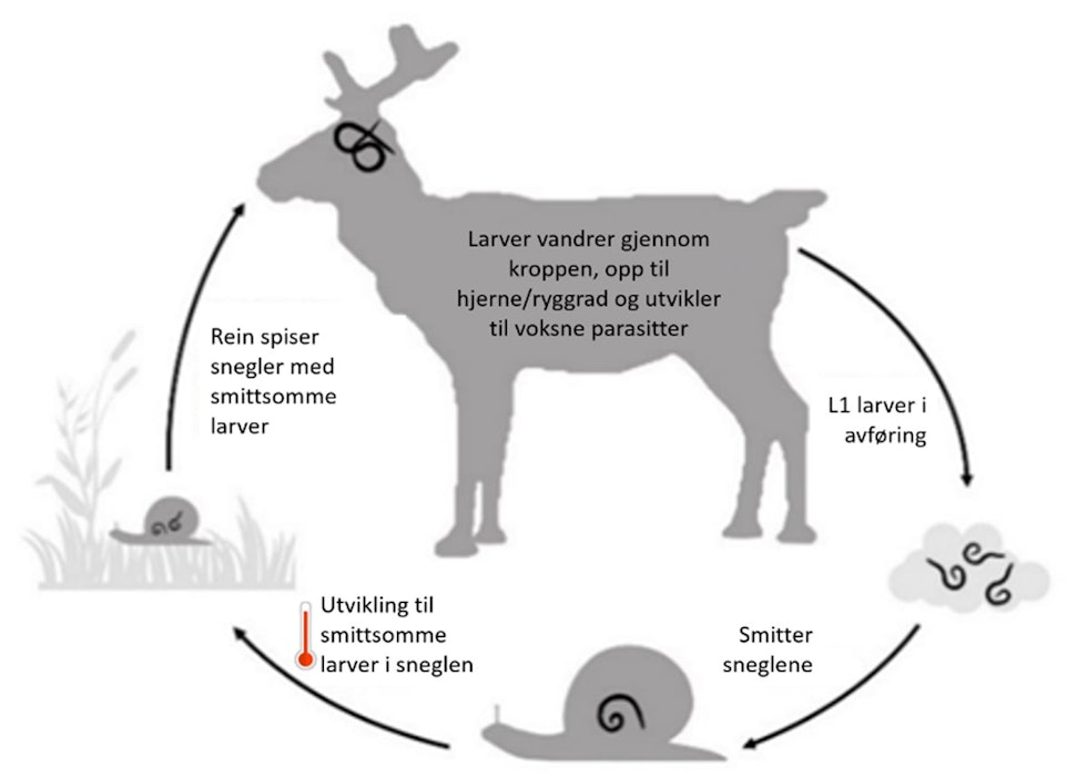 Hjernemarkens livssyklus går via reinsdyr, deres avføring, og inn i en snegle hvor larvene utvikles. Når reinsdyrene får i seg sneglene, går parasittens larver inn i reinsdyrenes blodbane og setter seg etter hvert i ryggmarg og hjerne. (Ill: Davidson/ Reinhelsetjenesten) Grafisk illustrasjon av hjernemarkens syklus hos rein.