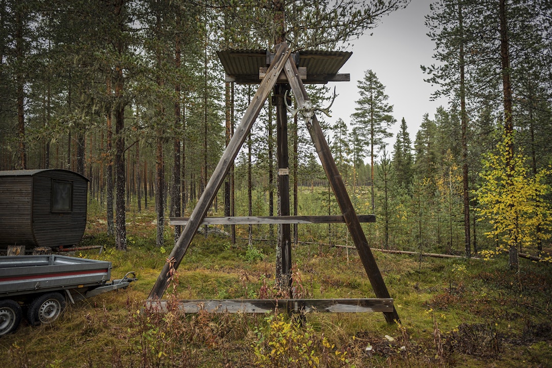 Forventningsfullt tomt: Opphenget for slakting av elg venter tomt og forventningsfullt ved oppstart for første jaktdag. Forventningsfullt tomt: Opphenget for slakting av elg venter tomt og forventningsfullt ved oppstart for første jaktdag.