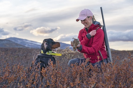 Det store øyeblikket: Anne Karen har akkurat felt den første rypa for Balto (7  måneder) i en kontrollert stand på Saltfjellet. En fantastisk opplevelse: Her er det bare å brette ørene av pur entusiasme! Det store øyeblikket: Anne Karen har akkurat felt den første rypa for Balto (7  måneder) i en kontrollert stand på Saltfjellet. En fantastisk opplevelse: Her er det bare å brette ørene av pur entusiasme!