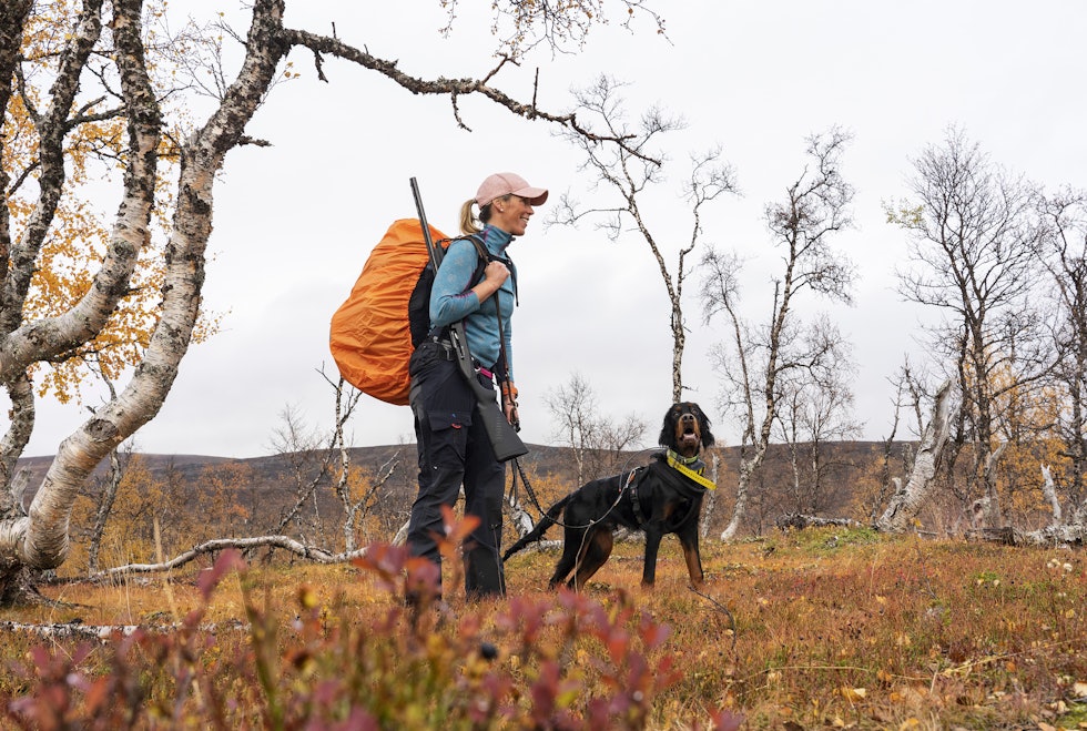 Ett steg tilbake: Vi fikk en veldig god start på rypefjellet med Balto, men vi ble nok for ivrige i fortsettelsen, og måtte ta ett steg tilbake. Ett steg tilbake: Vi fikk en veldig god start på rypefjellet med Balto, men vi ble nok for ivrige i fortsettelsen, og måtte ta ett steg tilbake.