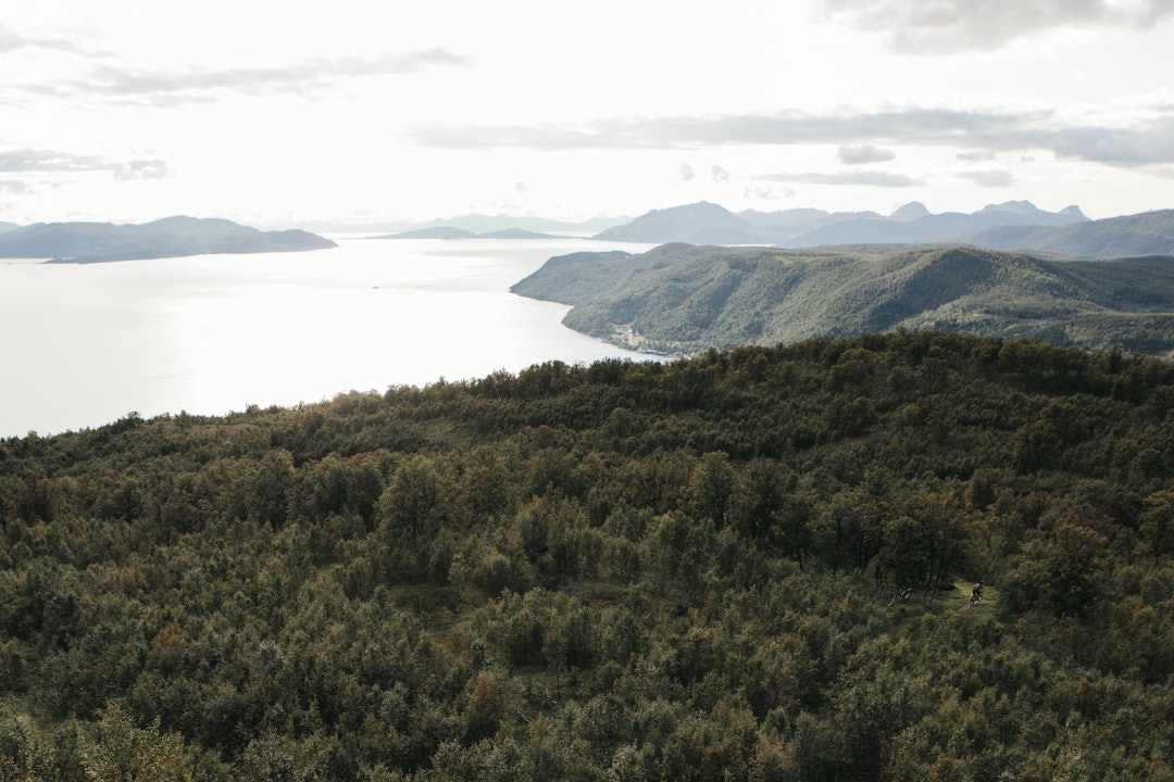 LUFTEHULL: Håvard Krey Hansen passerer en åpning i bjørkeskogen, som preger Senjas østside mer enn den tinderike vestsiden. 
