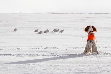 Fuglehund i stand med vinterryper.