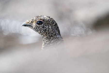 SVAKE TALL: I sørlige deler av landet viser det totale bildet en svak nedgang sammenlignet med i fjor- men det finnes lyspunkt. (Ill.foto: Christer Rognerud)