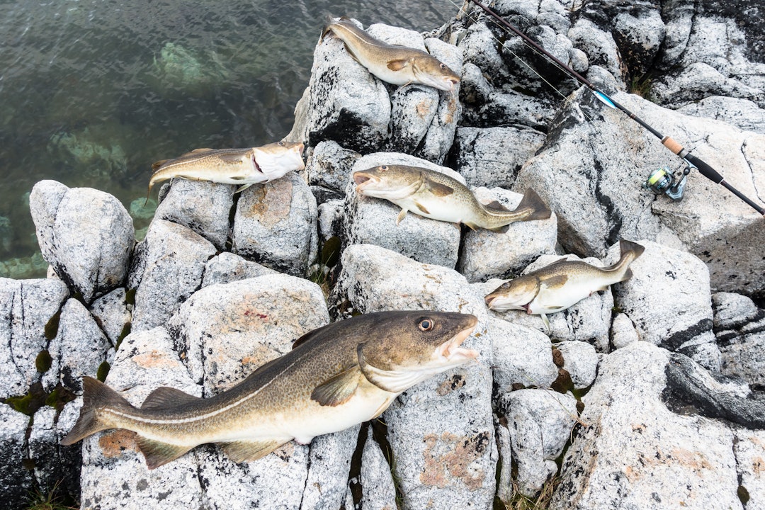 MANGE MIDDAGER Et knippe torsk tatt på sluk fra land om sommeren. Den største veide i underkant av fire kilo. Foto: Jon Olav Larsen 