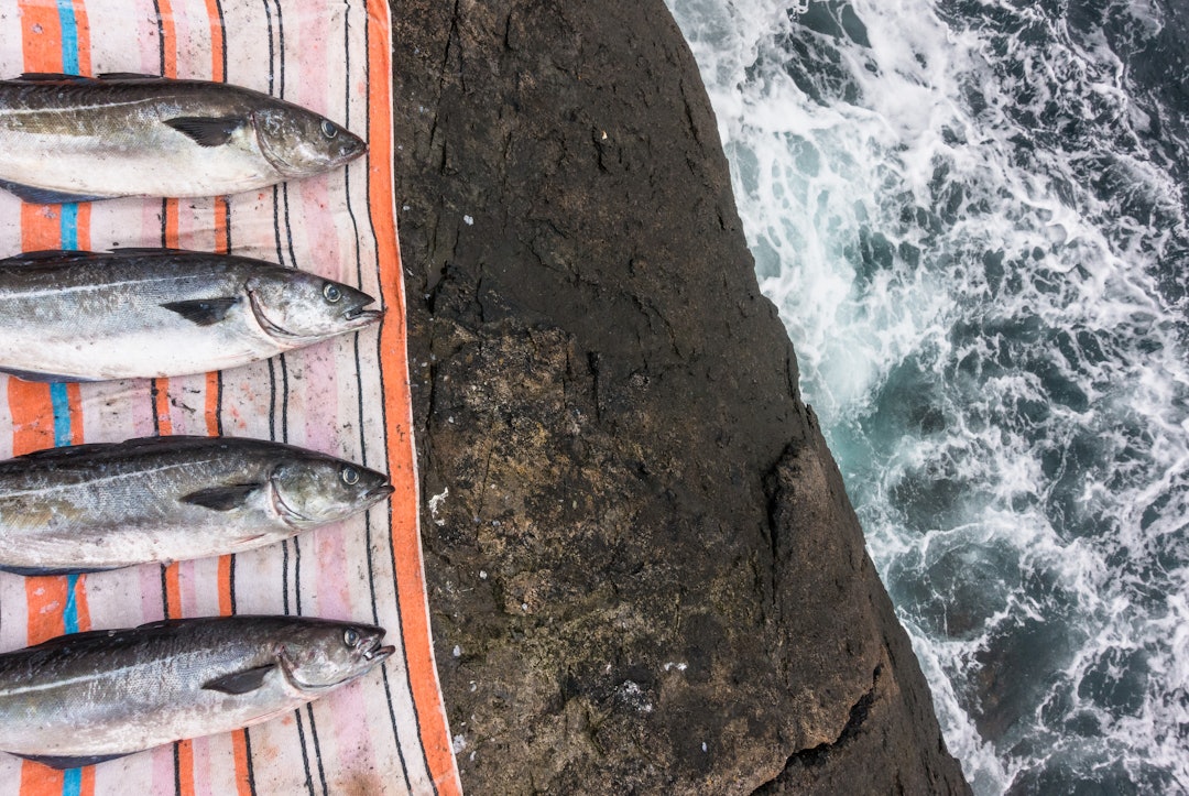 FIRE FINE: Sei tatt på jigg og sluk, den største veide fire blank. Det våte håndkledet ble lagt over fisken for å holde den nedkjølt. Foto Jon Olav Larsen stangfiske