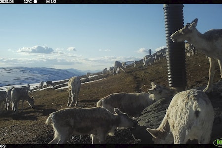 Sårbare kalver: Parasitter fra sau ser ut til å bli overført til reinskalvene på salteplassene med mye beitedyr. (Foto: Viltkamera.no/NINA) Sårbare kalver: Parasitter fra sau ser ut til å bli overført til reinskalvene på salteplassene med mye beitedyr. (Foto: Viltkamera.no/NINA)