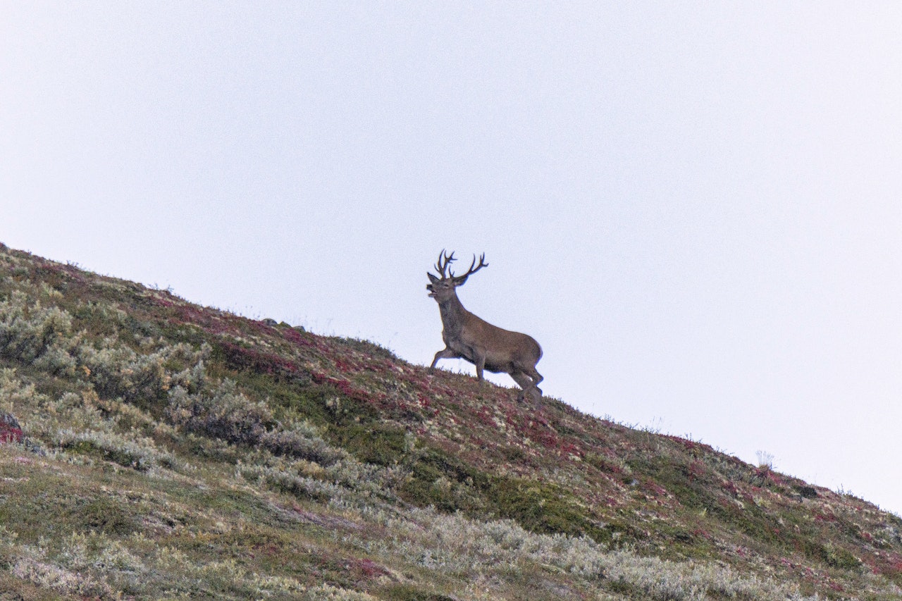 FLERE: Hjortebestanden vokser til tross for rekordhøye fellinger. (Ill.foto: Nils-Olav Talgøy)