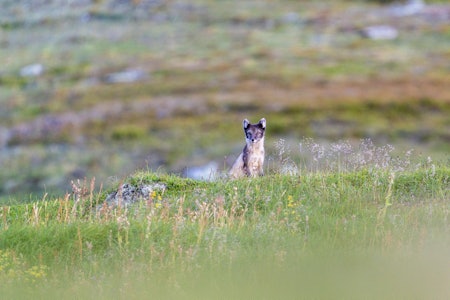 Skal fortsette arbeidet: Handlingsplanen for de siste fem årene er evaluert, nå blir denne fornyet for en ny femårsperiode. Foto: Christer Rognerud. Skal fortsette arbeidet: Handlingsplanen for de siste fem årene er evaluert, nå blir denne fornyet for en ny femårsperiode. Foto: Christer Rognerud.