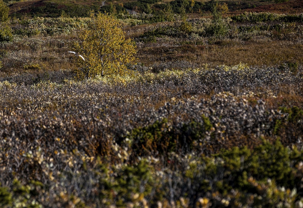 Steggen: Flere ganger tar hundene stand på rypesteggen, som denne høstdagen på mystisk vis klarer å slippe unna hver gang. Steggen: Flere ganger tar hundene stand på rypesteggen, som denne høstdagen på mystisk vis klarer å slippe unna hver gang.
