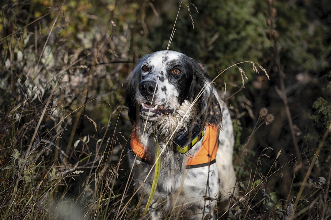 Ta hensyn: Eirik og Sondre understreker at hundene må hensyntas når det jaktes hardt over lang tid.