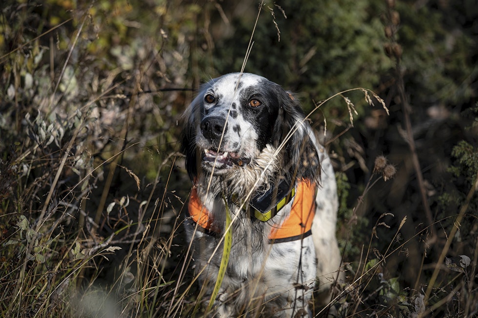 Ta hensyn: Eirik og Sondre understreker at hundene må hensyntas når det jaktes hardt over lang tid.
