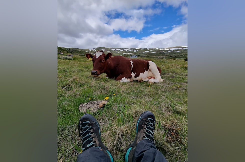 NYTER FJELLIVET: Signe Lise har tatt dette bildet av to som nyter livet i fjellet på sommerbeite i Fagerli på Hardangervidda. Foto: Signe Lise Børve