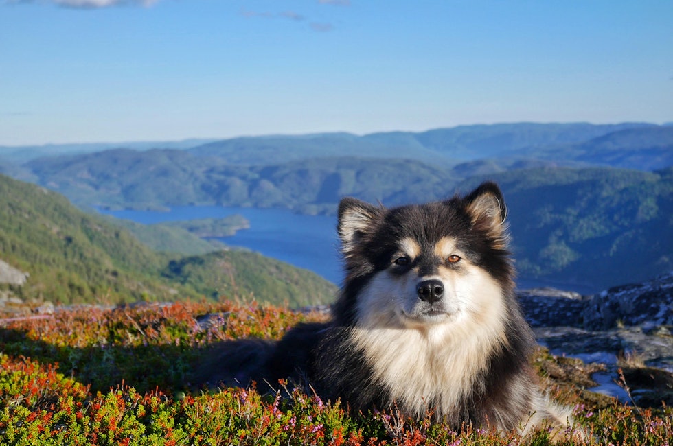 LYKKELIG LAPPHUND: Den finske lapphunden Aira på toppen av Bjørgefjellet i Seljord. Foto: Susann Kvalø Bugodt