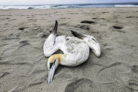 Død fugl på stranda