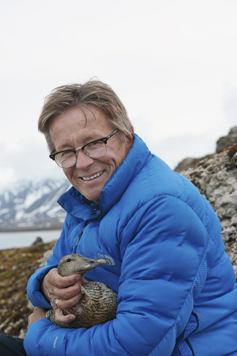 Redusert: Hvitkinngåsas hekking går 40-45% tilbake i Kongsfjorden, sier Geir Wing Gabrielsen. (Foto: Ann Kristin Balto/ Norsk Polarinstitutt)
