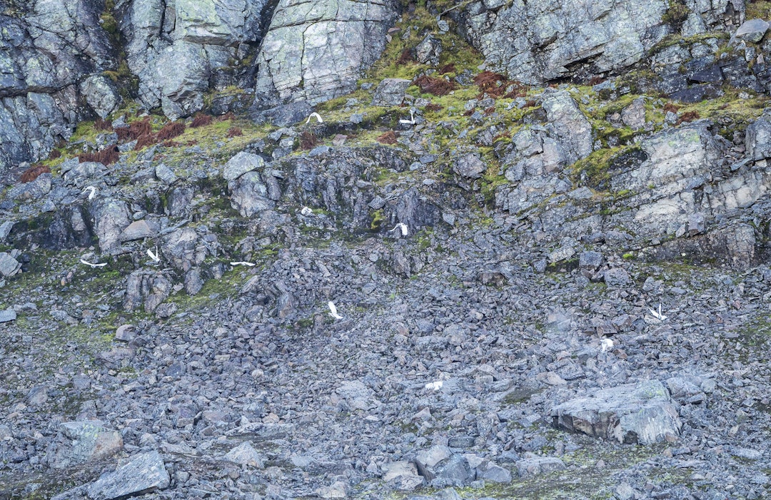 Tips til rypejakt | JEGER.NO