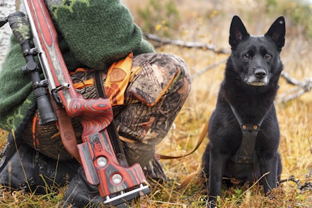 Hva var det: Første gang på jakt kan det være lurt å la jaktkameraten skyte, fremfor at du skyter rett over hodet på hunden. Skuddredd hund ved siden av jeger
