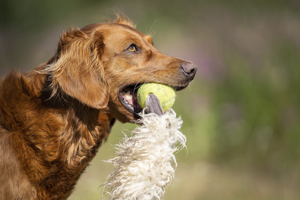Snu skrekken: Ved at hunden opplever noe positivt ved skudd eller andre ting den synes er skremmende, kan du klare å snu om på hundens oppfatning med riktig trening.