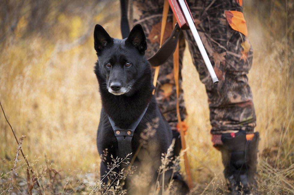 Jaktlyst: De fleste jakthunder med litt jakterfaring vil etter hvert kunne forbinde skudd med at et vilt faller.