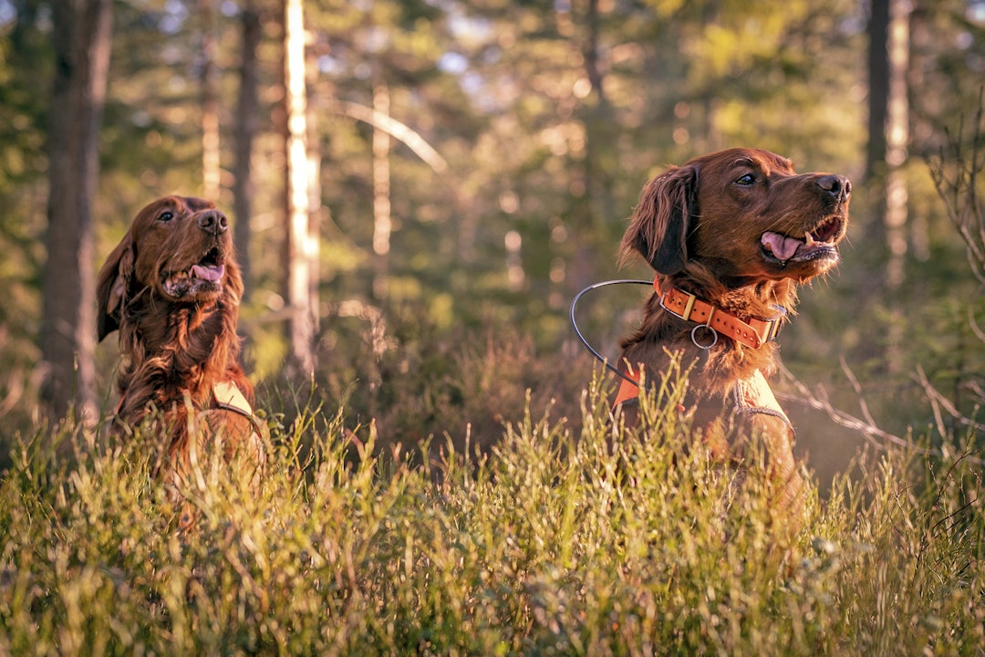 Jaktprøver: Charlotte kjører glatt to ganger tur/retur Son – Rjukan på ei helg for å gå fuglehundprøver med Birk og Trek. Jakthund