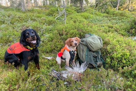 VISER VEI: Gordonsetteren Enga viste valpen Nemi hvordan det skal gjøres i barskogen. (Foto: Bernt Nor) VISER VEI: Gordonsetteren Enga viste valpen Nemi hvordan det skal gjøres i barskogen. (Foto: Bernt Nor)