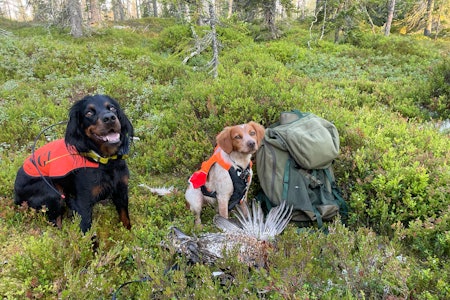 VISER VEI: Gordonsetteren Enga viste valpen Nemi hvordan det skal gjøres i barskogen. (Foto: Bernt Nor)