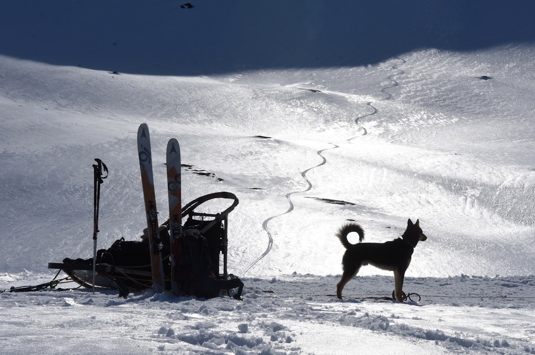 OVERSKUDDSLIV: – Jeg tar med brattkjøringsutstyret i sleden og finner fram til fjellsider som kunne trenge noen sløyfer. Så parkerer jeg hundene, tar på meg skiene og – ja, pynter opp litt. Du kan godt si det sånn at jeg oppgraderer skaperverket og gjør fjellene mer levende og uttrykksfulle. Et krøllspor her og noen harmoniske slynger der. Med hundespannet finner jeg fram til fjellsider som garantert aldri har hatt et krøllspor. Det er et slags hybridliv – pelsjegerrando. hundespann og rando
